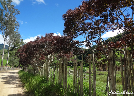 Leiteiro vermelho - Euphorbia cotinifolia