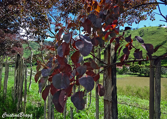 Leiteiro vermelho - Euphorbia cotinifolia