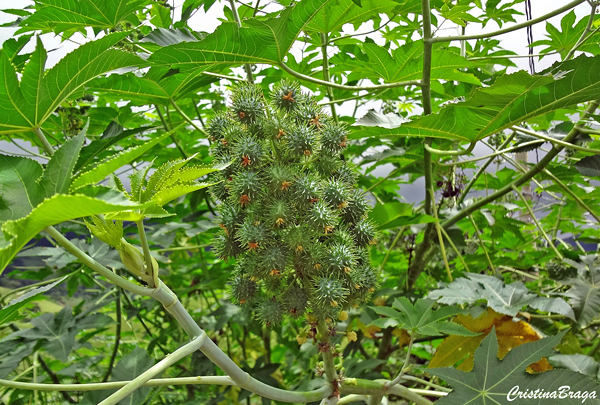 Mamona - Ricinus communis