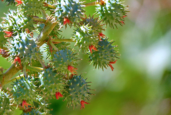 Mamona - Ricinus communis