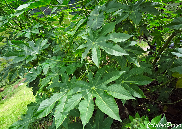 Mamona - Ricinus communis