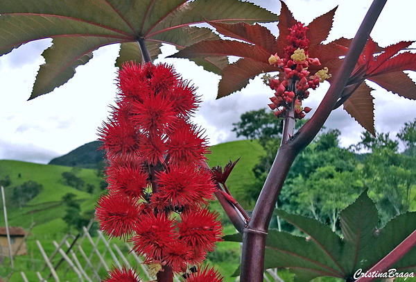 Mamona vermelha - Ricinus communis 'Carmencita'