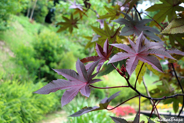 Mamona vermelha - Ricinus communis