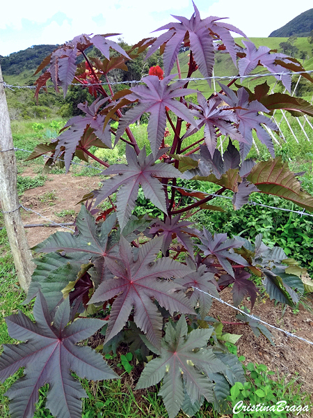 Mamona vermelha - Ricinus communis 'Carmencita'