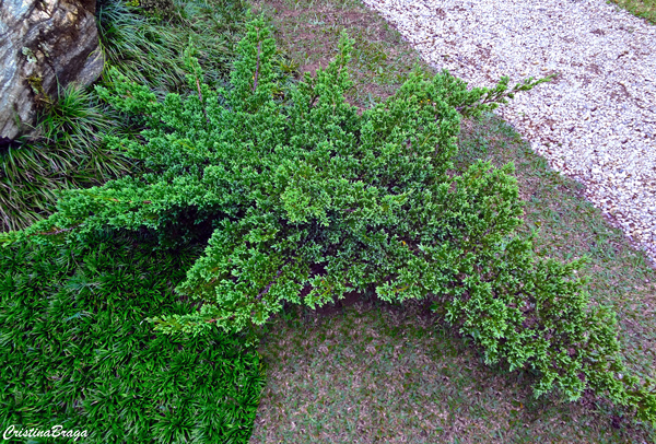 Pinheiro rasteiro - Juniperus horizontalis