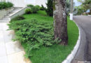 Pinheiro rasteiro – Juniperus horizontalis