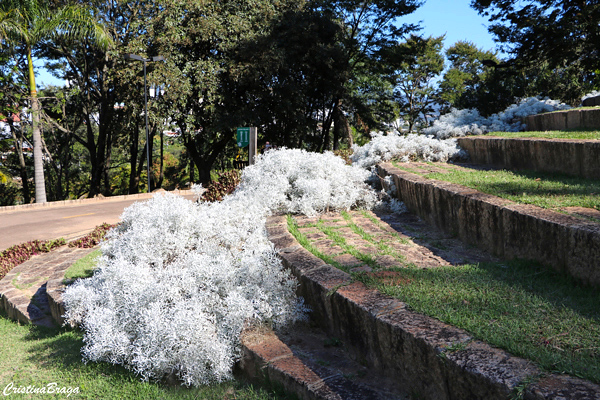Senecio vira-vira