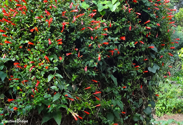 Trepadeira sanguínea - Manettia cordifolia