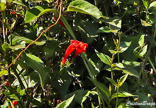 Trepadeira sanguínea - Manettia cordifolia