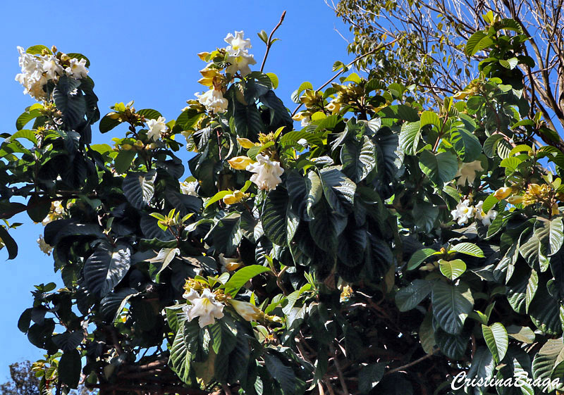 Trombeta de Arauto - Beaumontia grandiflora