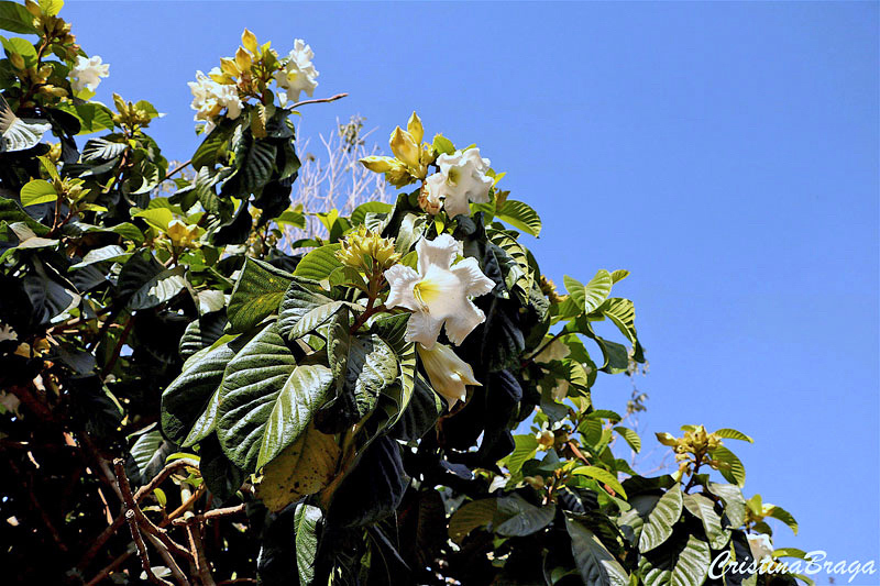 Trombeta de Arauto - Beaumontia grandiflora