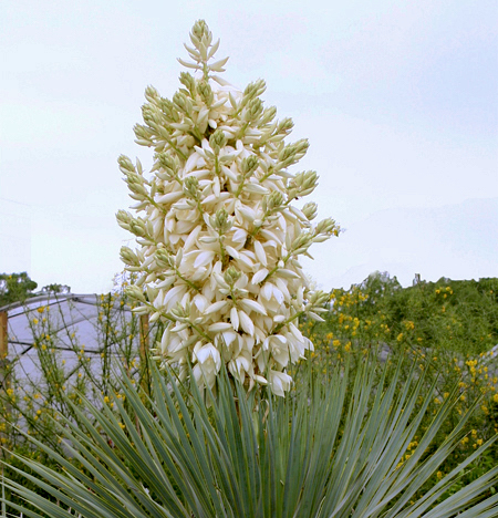 Yuca de bico - Yucca rostrata