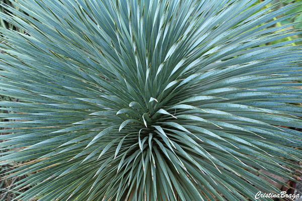 Yuca de bico - Yucca rostrata