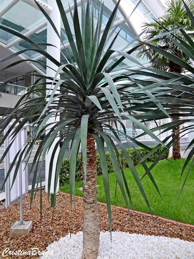 Yuca de folha curva - Yucca gloriosa Tristis