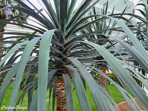 Yuca de folha curva - Yucca gloriosa Tristis