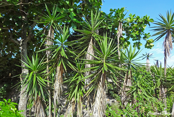 Yucca aloifolia