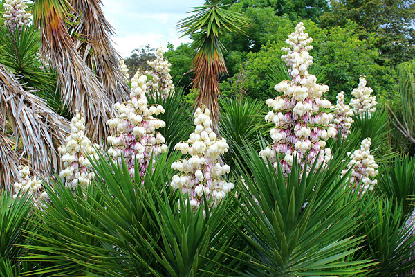 Yucca aloifolia