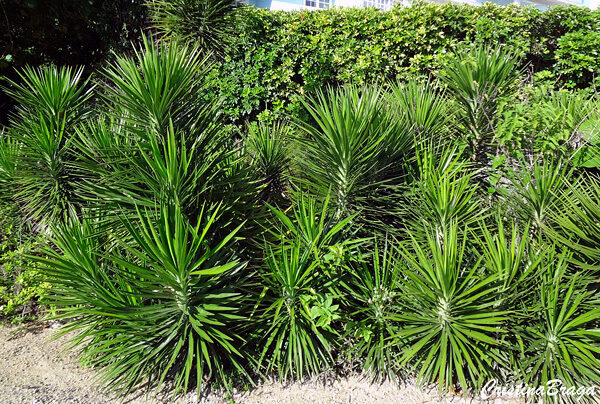 Yucca aloifolia