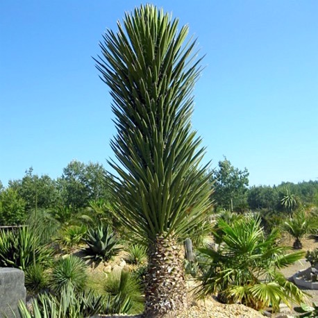 Yucca filifera