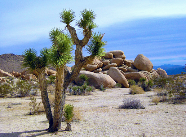 Yucca filifera