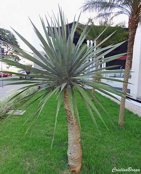 Yucca gloriosa