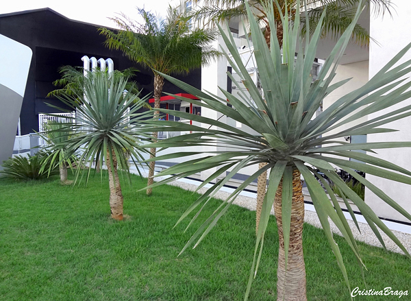 Yucca gloriosa