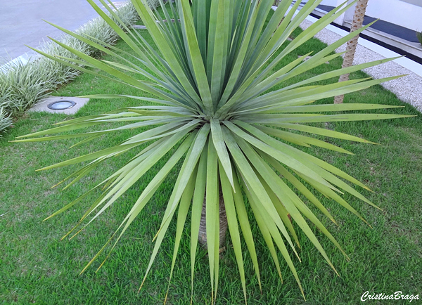 Yucca gloriosa