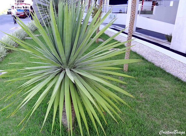 Yucca gloriosa