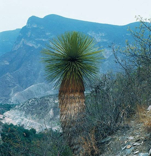 Yucca queretaroensis