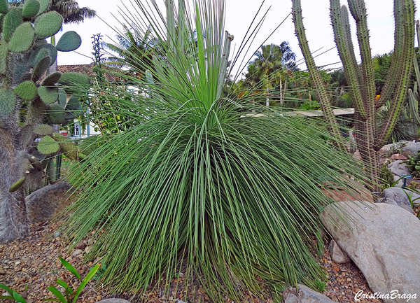 Yucca queretaroensis