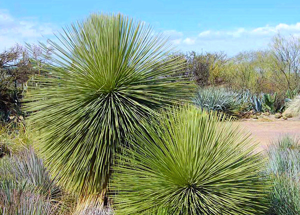 Yucca queretaroensis