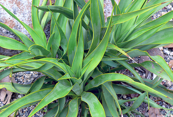 Yucca rupicola