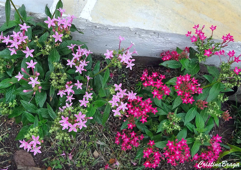 Estrela do Egito - Pentas lanceolata - Flores e Folhagens