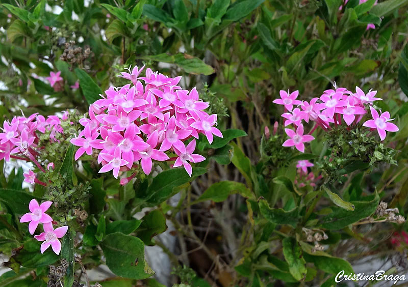 Estrela do Egito - Pentas lanceolata