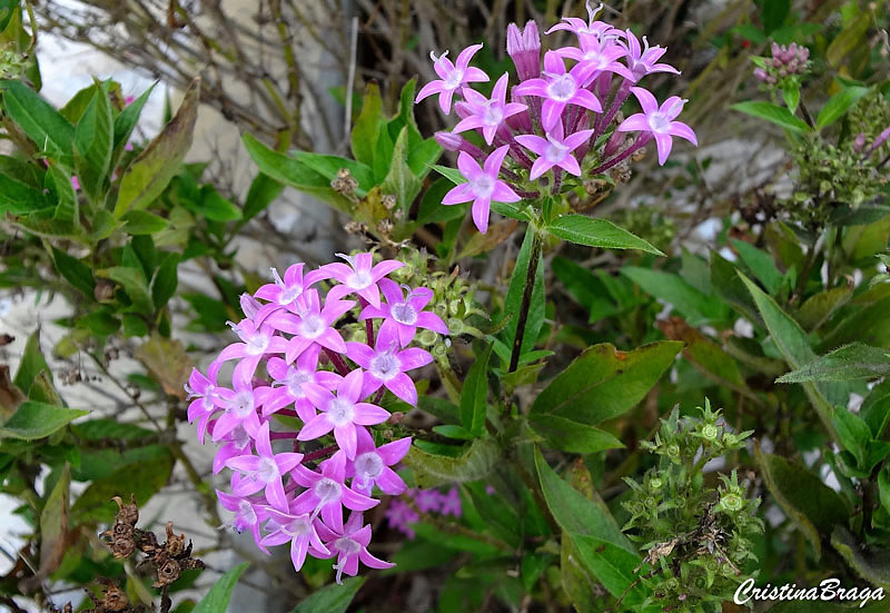 Estrela do Egito - Pentas lanceolata - Flores e Folhagens