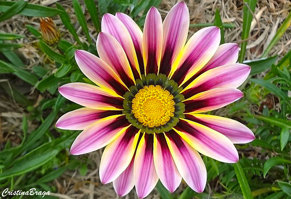 Gazânia - Gazania rigens