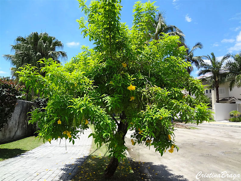 Ipê de Jardim – Tecoma stans