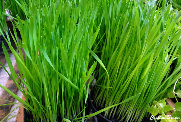 Suco de Clorofila - Grama de Trigo