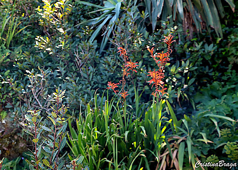 Watsonia - Watsonia fulgens