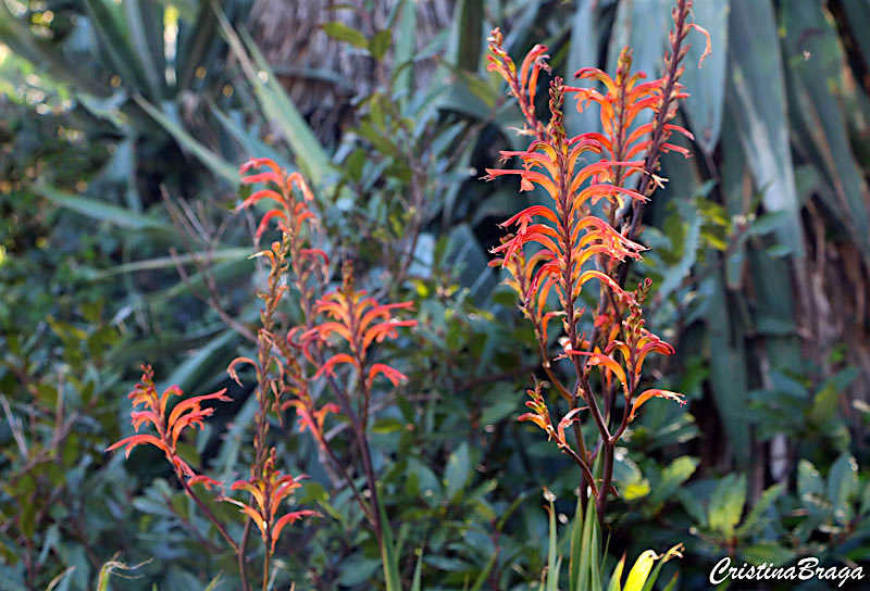 Watsonia - Watsonia fulgens