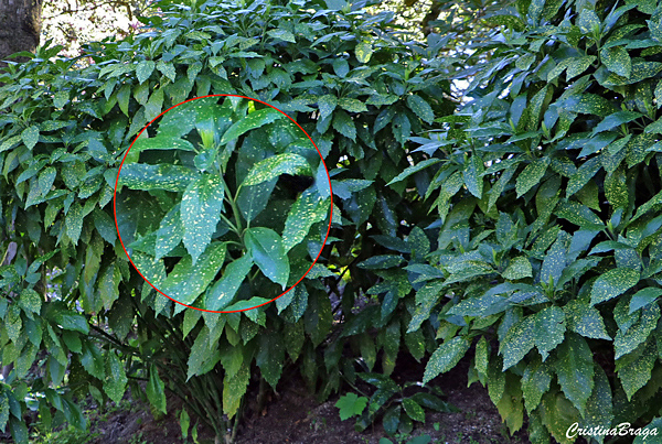 Aucuba - Aucuba japonica
