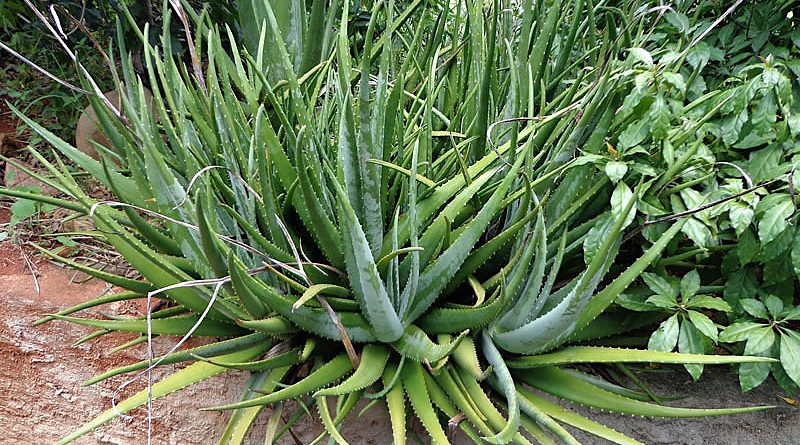 Babosa - Aloe vera - Flores e Folhagens
