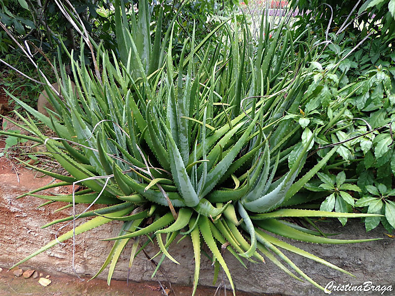 Babosa - Aloe vera - Flores e Folhagens