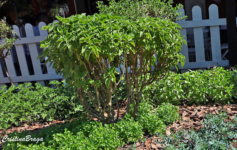 Boldo de jardim - Plectranthus barbatus