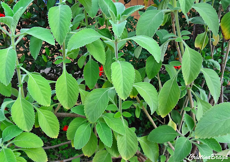 Boldo de jardim - Plectranthus barbatus