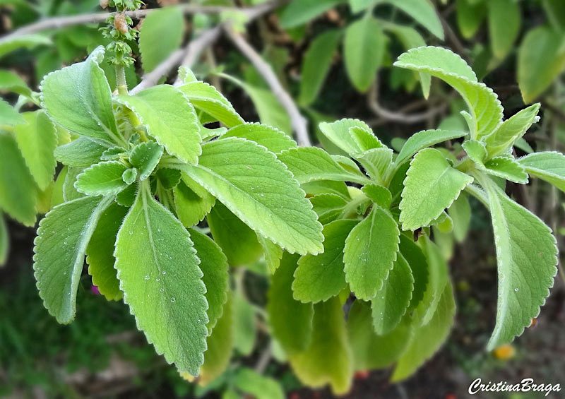 Boldo de jardim - Plectranthus barbatus