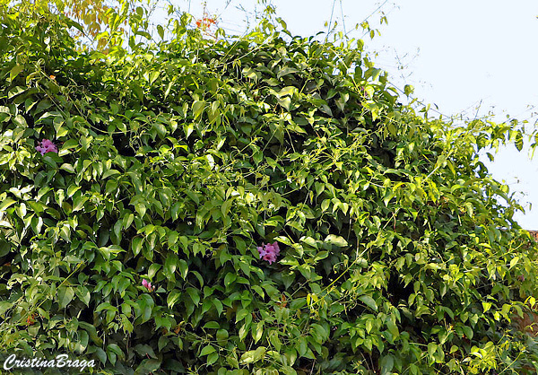 Cipó de sino - Mansoa difficilis