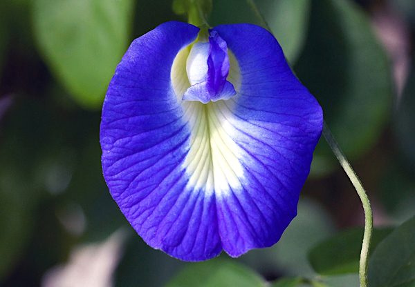 Feijão borboleta - Clitoria ternatea