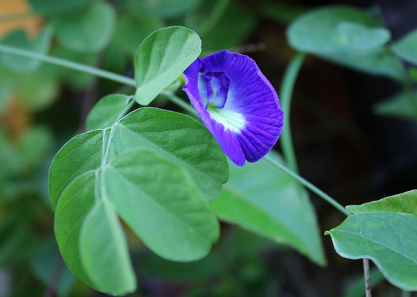 Feijão borboleta - Clitoria ternatea