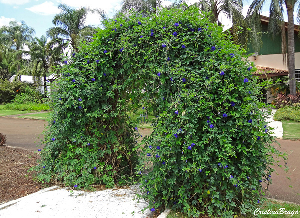 Feijão borboleta - Clitoria ternatea - Flores e Folhagens